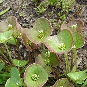 claytonia perfoliata